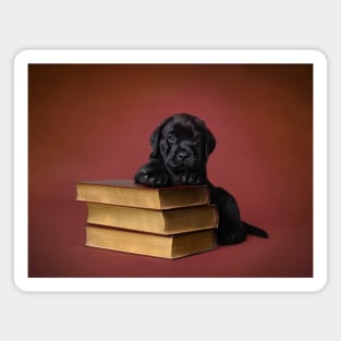 Labrador retriever puppy with books Magnet